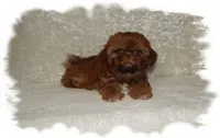 PUDDLES*AKC*, a male Shih Tzu for sale in Lawrenceburg, TN – 6 of 9