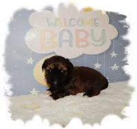 Puddles AKC, a male Shih Tzu for sale in Lawrenceburg, TN – 8 of 8