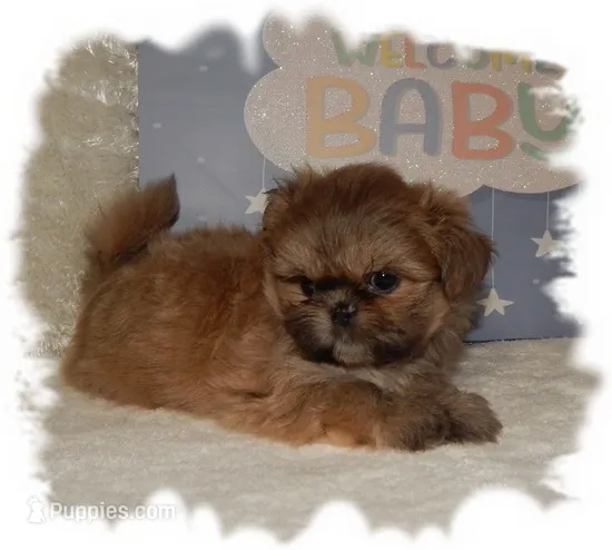 Wishes*AKC* – Shih Tzu puppy for sale in Lawrenceburg, TN