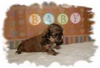 Snuggles AKC, a male Shih Tzu for sale in Lawrenceburg, TN – 4 of 7