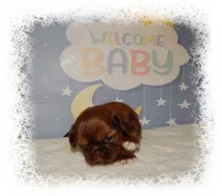 DOODLES*AKC*, a male Shih Tzu for sale in Lawrenceburg, TN – 3 of 9