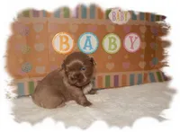PUDDLES*AKC*, a male Shih Tzu for sale in Lawrenceburg, TN – 5 of 5