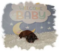 Wishes*AKC*, a male Shih Tzu for sale in Lawrenceburg, TN – 2 of 7