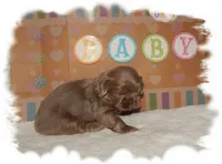 Buttons AKC, a male Shih Tzu for sale in Lawrenceburg, TN – 4 of 6