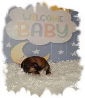 Wishes*AKC*, a male Shih Tzu for sale in Lawrenceburg, TN – 4 of 9