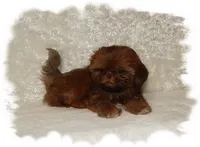PUDDLES*AKC*, a male Shih Tzu for sale in Lawrenceburg, TN – 3 of 9