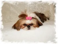 DOODLES*AKC*, a male Shih Tzu for sale in Lawrenceburg, TN – 9 of 9