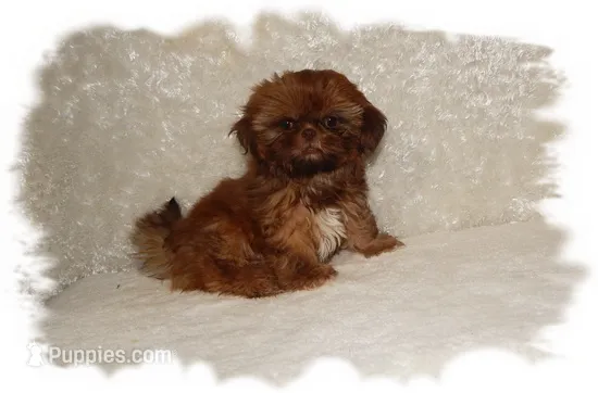 PUDDLES*AKC* – Shih Tzu puppy for sale in Lawrenceburg, TN