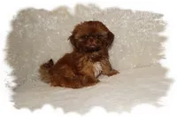 PUDDLES*AKC*, a male Shih Tzu for sale in Lawrenceburg, TN – 1 of 9
