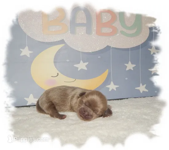 Buttons AKC – Shih Tzu puppy for sale in Lawrenceburg, TN
