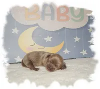 Buttons AKC, a male Shih Tzu for sale in Lawrenceburg, TN – 1 of 8