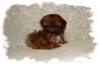 PUDDLES*AKC*, a male Shih Tzu for sale in Lawrenceburg, TN – 5 of 9