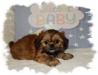 Wishes*AKC*, a male Shih Tzu for sale in Lawrenceburg, TN – 5 of 7