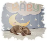 Buttons AKC, a male Shih Tzu for sale in Lawrenceburg, TN – 4 of 8