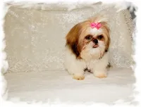 Puddles AKC, a male Shih Tzu for sale in Lawrenceburg, TN – 8 of 10