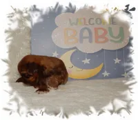 DOODLES*AKC*, a male Shih Tzu for sale in Lawrenceburg, TN – 5 of 9