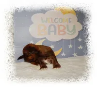 DOODLES*AKC*, a male Shih Tzu for sale in Lawrenceburg, TN – 4 of 9