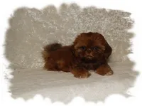 PUDDLES*AKC*, a male Shih Tzu for sale in Lawrenceburg, TN – 4 of 9