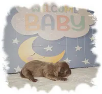 Buttons AKC, a male Shih Tzu for sale in Lawrenceburg, TN – 2 of 8
