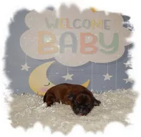 Wishes*AKC*, a male Shih Tzu for sale in Lawrenceburg, TN – 4 of 7