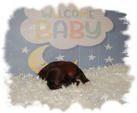 Puddles AKC – Shih Tzu puppy for sale in Lawrenceburg, TN