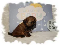 PUDDLES*AKC*, a male Shih Tzu for sale in Lawrenceburg, TN – 4 of 6