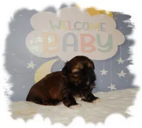 Puddles AKC, a male Shih Tzu for sale in Lawrenceburg, TN – 7 of 10