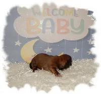 Wishes*AKC*, a male Shih Tzu for sale in Lawrenceburg, TN – 7 of 9