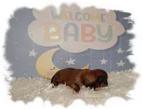 Wishes*AKC*, a male Shih Tzu for sale in Lawrenceburg, TN – 3 of 7
