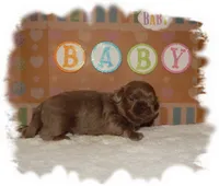Buttons AKC, a male Shih Tzu for sale in Lawrenceburg, TN – 5 of 6