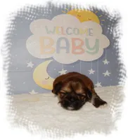 Wishes*AKC*, a male Shih Tzu for sale in Lawrenceburg, TN – 2 of 9