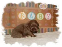 Buttons AKC, a male Shih Tzu for sale in Lawrenceburg, TN – 3 of 6