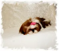 Puddles AKC, a male Shih Tzu for sale in Lawrenceburg, TN – 9 of 10