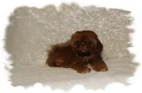 PUDDLES*AKC*, a male Shih Tzu for sale in Lawrenceburg, TN – 7 of 9