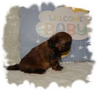 PUDDLES*AKC*, a male Shih Tzu for sale in Lawrenceburg, TN – 2 of 6