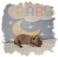 Buttons AKC, a male Shih Tzu for sale in Lawrenceburg, TN – 6 of 8