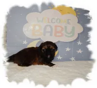 Puddles AKC, a male Shih Tzu for sale in Lawrenceburg, TN – 6 of 8