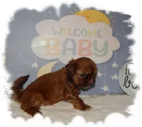 DOODLES*AKC*, a male Shih Tzu for sale in Lawrenceburg, TN – 2 of 8