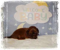DOODLES*AKC*, a male Shih Tzu for sale in Lawrenceburg, TN – 4 of 9