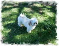 Oakely, a female Shih Tzu for sale in Lawrenceburg, TN – Photo 3 of 4