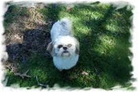 Oakely, a female Shih Tzu for sale in Lawrenceburg, TN – Photo 2 of 4