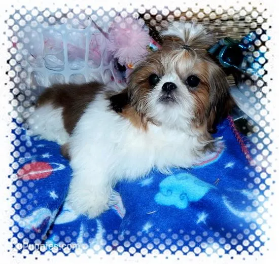 Oakely, a female Shih Tzu for sale in Lawrenceburg, TN – Photo 1 of 4