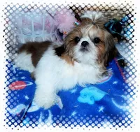 Oakely, a female Shih Tzu for sale in Lawrenceburg, TN – Photo 1 of 4