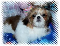 Oakely, a female Shih Tzu for sale in Lawrenceburg, TN – Photo 4 of 4