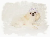 Wishes*AKC*, a male Shih Tzu for sale in Lawrenceburg, TN – 9 of 9