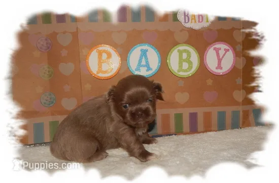 PUDDLES*AKC* – Shih Tzu puppy for sale in Lawrenceburg, TN