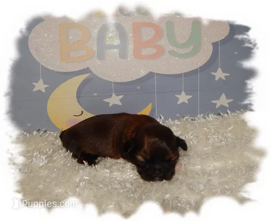 PUDDLES*AKC* – Shih Tzu puppy for sale in Lawrenceburg, TN