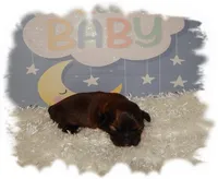 PUDDLES*AKC*, a male Shih Tzu for sale in Lawrenceburg, TN – 1 of 4