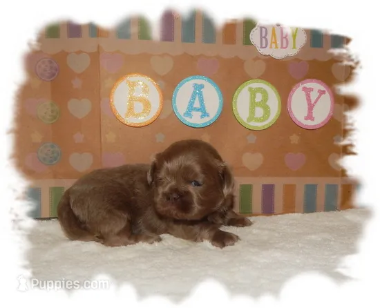 Buttons AKC – Shih Tzu puppy for sale in Lawrenceburg, TN