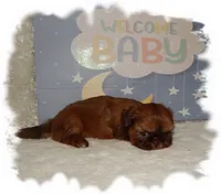 DOODLES*AKC*, a male Shih Tzu for sale in Lawrenceburg, TN – 7 of 8